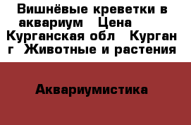 Вишнёвые креветки в аквариум › Цена ­ 25 - Курганская обл., Курган г. Животные и растения » Аквариумистика   